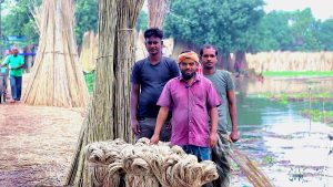 খোলা বাজারে দ্বিগুণ বৃদ্ধি পাটের দাম, রাজা পাট চাষে উৎসাহ বাড়ছে চাষীদের…।