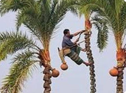 নলেন গুড়ে জ্বাল পড়েছে তৈরী হচ্ছে মোয়া “কনক” ধানের মোয়ায় আছে দক্ষ হাতের ছোঁয়া… !