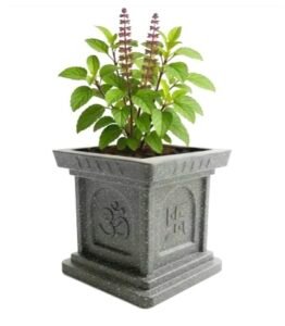 সনাতনী সমাজ বৈদিক যুগ থেকে বহু রোগ হর ও রোগ প্রতিরোধী সজীব বীরুৎ তুলসী গাছকে নিয়মিত পুজো করেন সিঁদুর, চাল,গঙ্গা জল ও ফুল দিয়ে….. ৷