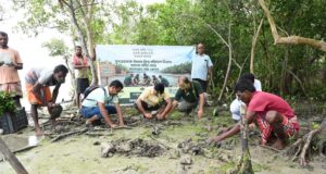 সুন্দরবনকে বাঁচাতে মাতলা নদীর তীরে হাজার হাজার ম্যানগ্রোভ রোপণ…।